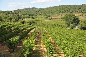 Domaine Vigne - photo 2