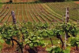 Domaine Le Passelys, caviste à Douelle