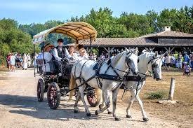 Les Calèches D'Elodie - photo 4