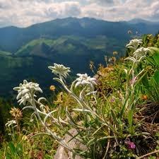 Edelweiss, fleuriste à Grasse