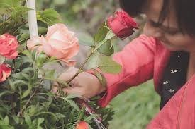 Les Fleurs d' Eventis - photo 3