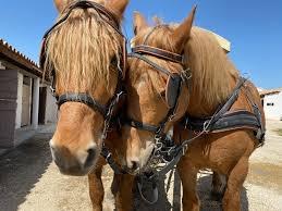 Les Calèches de Camargue - photo 5