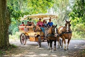 Les Calèches de Camargue - photo 2