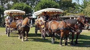 Les Calèches de Camargue - photo 3