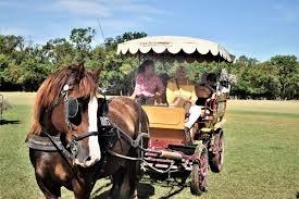 Les Calèches de Camargue - photo 4